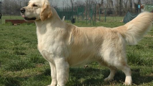 Golden Retriever et le toilettage Golden Retriever et le toilettage