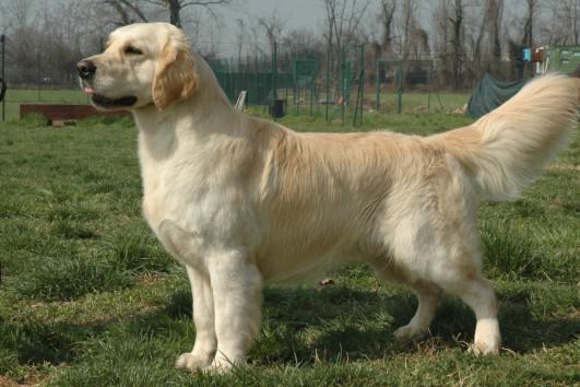 Golden Retriever et le toilettage