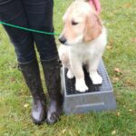 Le travail de laplanche