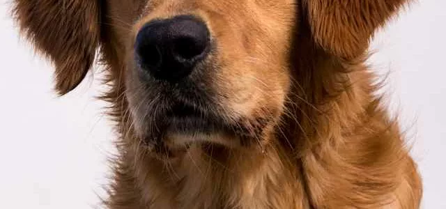 Evitez l’anticipation de votre chien.