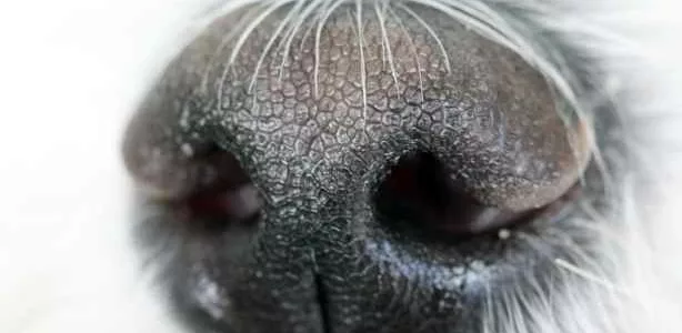 L’ordre de priorité des sens chez le chien