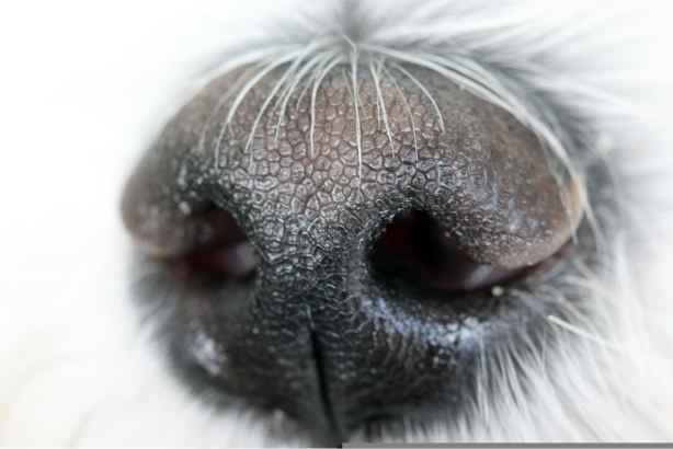 L’ordre de priorité des sens chez le chien