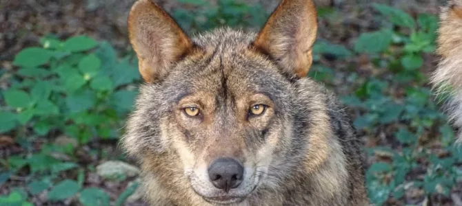 Le mythe du Loup , du mâle Alpha