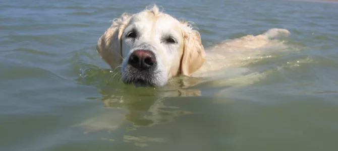 Il aime l’eau.