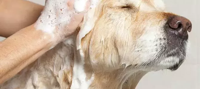 L’ichtyose chez le Golden Retriever